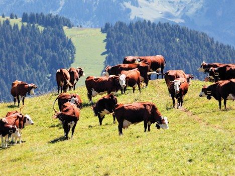 Ganado en el campo, origen de los subproductos animales